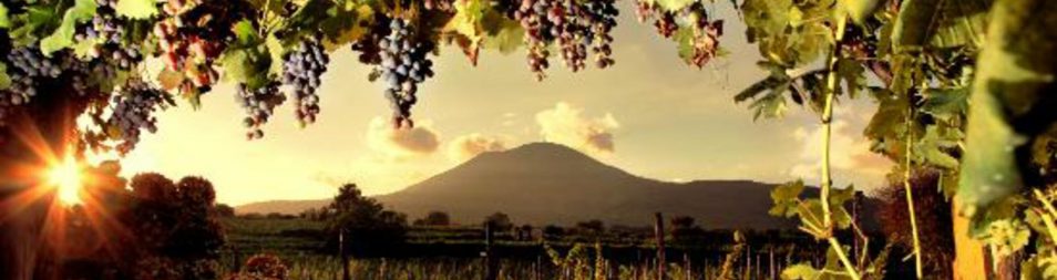 Pompeii From Pompei: wine tasting at the aches of  Mt.Vesuvius