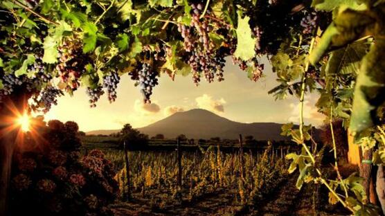 From Pompei: wine tasting at the aches of  Mt.Vesuvius